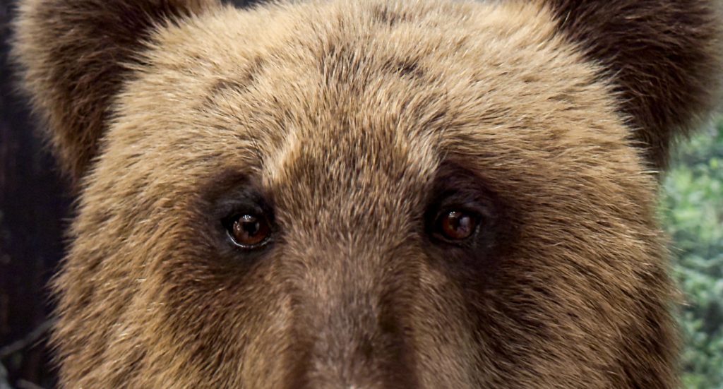 Close-up of a bear’s face. The bear in the picture is not real, but taxidermied. It is part of the University of Oulu’s Zoological Museum collection.